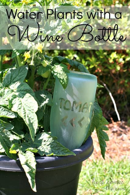 water plants with wine bottles
