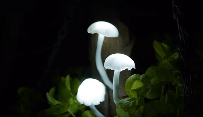 mushroom lights