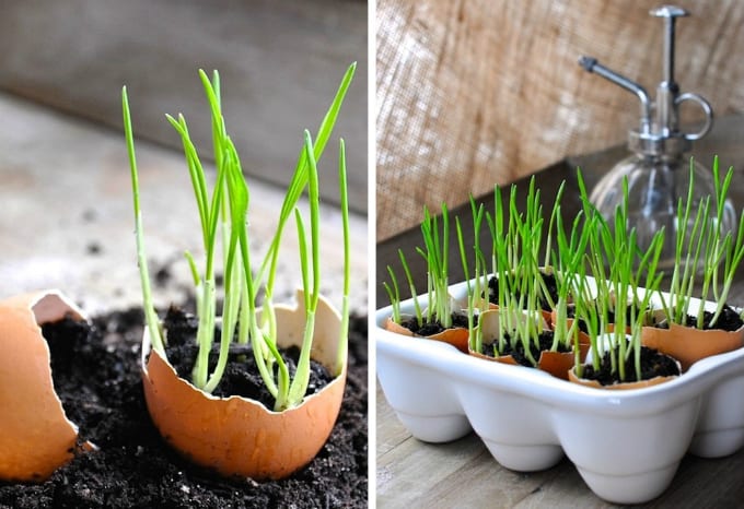 cracked egg shell planters