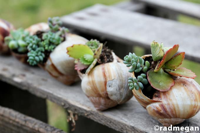 DIY shell planters